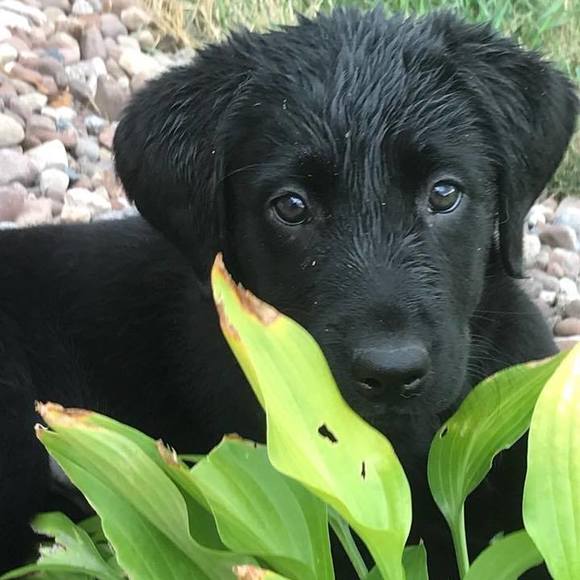 Meet your Posher, Bob - Picture 1 of 1